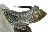 Zlichovaspis Trilobite With Reedops - Orange Eye Facets! #384181-4